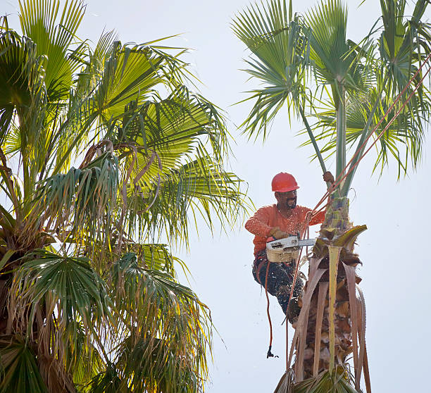 Best Professional Tree Care  in USA